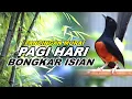 Lagu 🔴 LIVE 7 - Pancingan Murai Batu Malam Hari Full Isian Tembakan Panjang Murai Apapun Pasti Nyaut