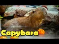 What is a Capybara - Interesting Capybara Facts For Kids
