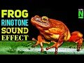 Lagu Frog Ringtone Sound Effect / Sound Of Mobile Phone Frogs Ringing Tone / Royalty Free