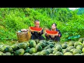 Download Lagu Dwarf Family Farm Life - Harvesting Guava and Watermelon, Selling Fruits with Great Results