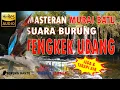 Lagu Tengkek Udang Gacor Kasar Cocok Untuk Masteran Murai Batu Dan Cendet