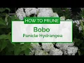 How to Prune Bobo Hydrangea