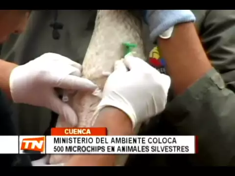 Ministerio del ambiente coloca 500 microchips en animales silvestres
