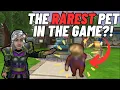 Wizard101 Top 10 RAREST Pets