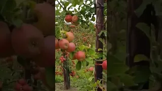 Apple 4D