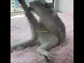 Download Lagu Kelakuan si kucing garong 😂