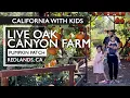 Live Oak Canyon farm s Pumpkin Patch Review With Kids