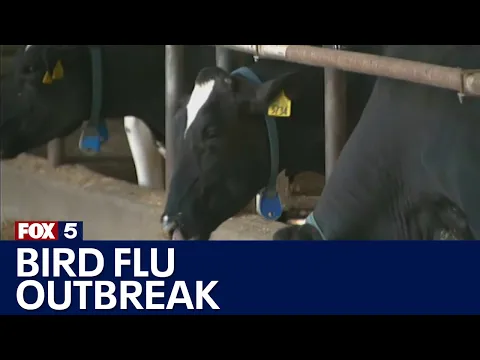 Download MP3 Bird Flu outbreak latest | FOX 5 News