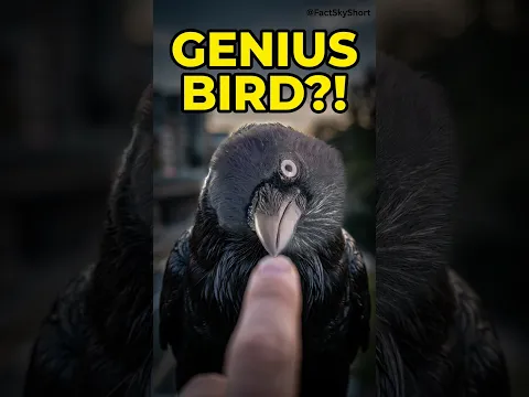 Things About Ravens Nobody Will Tell You! 🐦‍⬛😱