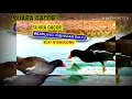 Download Lagu Suara pikat burung mandar (peruk) atau ayam-ayaman betina dan jantan durasi 1jam mp3