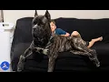 Nobody Wanted This 200-Pound Orphaned Cane Corso Until He Found His Mom
