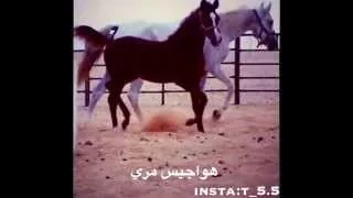 ياهاجسي تكفى تعديني الملام اداء عبدالرحمن آل نجم 