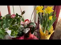 Spring 2023 In New York Daffodils indoor Outdoor Spring Morning View Love Birds Chirping
