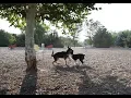 Best Places To Take Your Dog in Boise