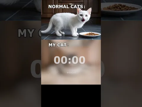 Normal Cats vs My Cat