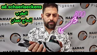 تعريف بسلالة Ad Schaerlaeckensعند البطل حاج نعمان 