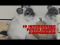 10 Interesting facts about chinchillas