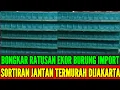 Lagu 🔴 BONGKAR RATUSAN EKOR BURUNG IMPORT SORTIRAM JANTAN TERMURAH HARGANYA 0838-7553-6945