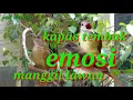 Download Lagu kapas tembak manggil lawan || suara pikat kapas tembak