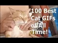 100 Best Cat GIFs of All Time
