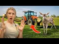 Download Lagu We SAVE DEER KIDS from the terrible MOWING DEATH 😨😨 #rescue