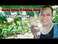 Lagu Mencari Rebung Di belakang Rumah // vlog Pedesaan