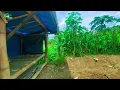 Virtual Escape to Greenes Forest Trail Experience Rural Java in 4K