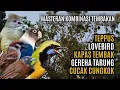 Download Lagu MASTERAN KOMBINASI MEWAH BESETAN CUNGKOK GEREJA TARUNG, TEPPUS, KAPAS TEMBAK, LOVEBIRD