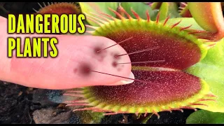 Little Adventures of BIG Carnivorous Plants, venus fly trap, dionaea eating