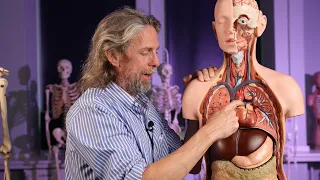 Relational anatomy of thorax organs