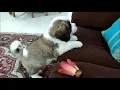 ST BERNARD PUPPY S AMAZING GROWTH ll 6 Weeks Vs 10 Weeks old ll KEIKO S DIARY