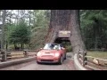 Lagu Driving Through 2 Huge Ancient Redwood Trees on the California Coast in a Mini Cooper Convertible