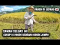 Download Lagu PANEN PADI DI JEPANG ‼️ ternyata seperti ini cara orang jepang panenan