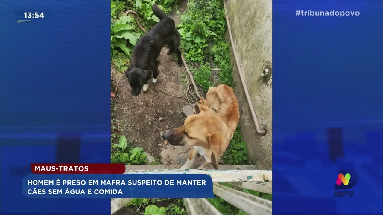 Maus tratos: homem é preso em Mafra suspeito de manter cães sem água e comida