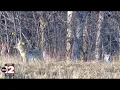 Year-round coyote hunting in Michigan begins Monday