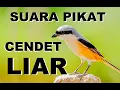 Download Lagu SUARA PIKAT CENDET LIAR PANGGIL TEMAN UNTUK DATANG , PENTET CEPAT DATANG