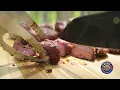 US Wellness Meats 15sec Steak Taco