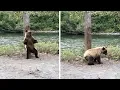 Bear Twerks Bum On Tree