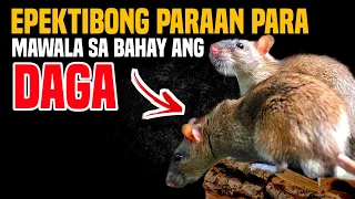 ito pala ang natural na pantaboy sa mga daga na di kailangang gumamit ng lason