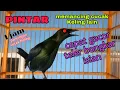 Download Lagu pancingan agar cucak keling lain cepat gacor teler bongkar isian