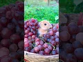 Download Lagu Deze mand met druiven is genoeg voor het konijn om een jaar van te eten. Schattig huisdier debuutpl