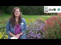 Welcome to Bay-Friendly Garden Month 2021