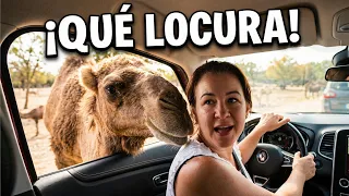 Safari Madrid Opiniones // Video día completo ¿Qué hacen con los animales?