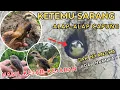 Download Lagu UDAH HAMPIR TROTOL‼️ PENTET SEBESAR INI MASIH BISA DAPAT DI KEJAR. 
