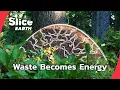 How Forest Ants Turn Decay Into Life Part 2 SLICE EARTH