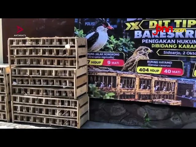Dua Warga Vietnam Selundupkan Ribuan Burung di Sidoarjo - JPNN.com