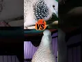 PERKUTUT VS DEKUKUR GACOR ‼️