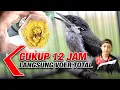 Lagu CARA MELATIH BURUNG JINGJING BATU MAKAN VOER TOTAL