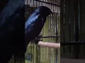 Download Lagu Satu satunya srigunting hitam yg bisa tiru suara srigunting abu abu