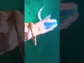 Download Lagu Real mermaid on the sea #mermaid #mermaidlove #mermaidtail #extendedtail #longfishtail